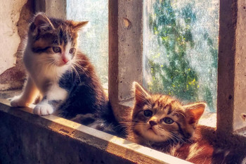 Laminated Cute Little Kittens in Window Sill Photo Baby Animal Portrait Photo Cat Poster Cute Wall Posters Kitten Posters for Wall Baby Cat Poster Inspirational Cat Poster Poster Dry Erase Sign 24x16