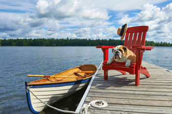Laminated Dog Relaxing in Adirondack Chair on Wooden Dock by Lake Photo Photograph Poster Dry Erase Sign 24x16