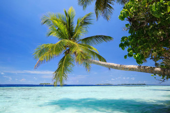 Beach Palm Tree Poster Tropical Ocean Sea Water Scenery Scene