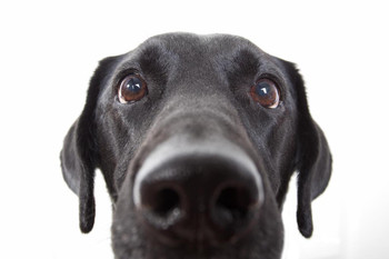 Laminated Curious Black Labrador Retriever Dog Close Up Black Lab Face Portrait Cute Nose Closeup Photo Photograph Poster Dry Erase Sign 24x16