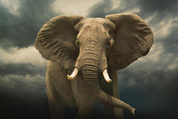 African Elephant Under Cloudy Stormy Sky Photo African Elephant Wall Art Elephant Posters For Wall Elephant Art Print Elephants Wall Decor Photo Elephant Tusks Cool Wall Decor Art Print Poster 16x24