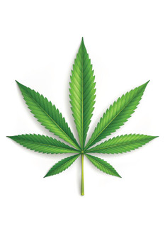 Laminated Cannabis Leaf Marijuana 420 Poster Dry Erase Sign 16x24