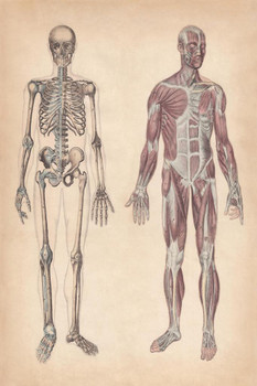 Laminated Human Skeleton and Muscles Hand Colored Engraving 1861 Vintage Poster Dry Erase Sign 16x24