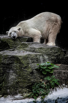 The Contented Bear by Chris Lord Photo White Polar Big Bear Poster Large Bear Picture of a Bear Posters for Wall Bear Print Wall Art Bear Pictures Wall Decor Cool Wall Decor Art Print Poster 16x24