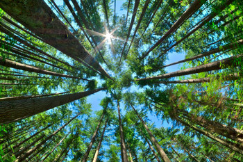 Laminated Tall Pine Tree Canopy Rising High From Forest Floor Sunlight Filtering Giant Redwoods Nature Photo Poster Dry Erase Sign 24x16