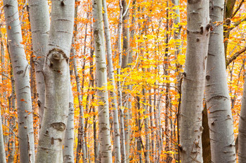 Laminated Birch forest in Autumn with Vibrant Yellow Leaves Photo Photograph Poster Dry Erase Sign 24x16