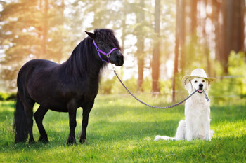 Laminated Dog Wearing Cowboy Hat Holding Horse on Leash Funny Photo Photograph Poster Dry Erase Sign 24x16