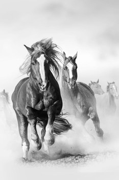 Laminated Wild Mustang Horses Running Galloping Free Horse Herd On Dusty Plains Black And White Animal Photo Photograph Poster Dry Erase Sign 16x24