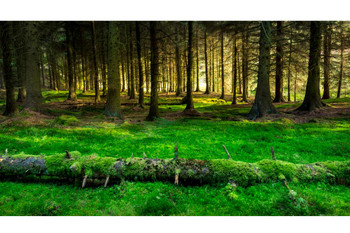 Laminated Mossy Forest Beside Snake Pass Derbyshire England Photo Poster Dry Erase Sign 24x16