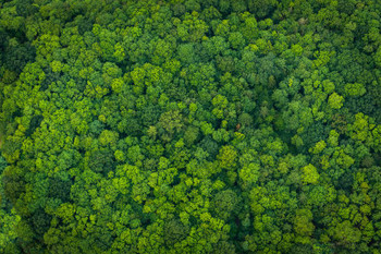 Laminated Lush Forest Aerial View Tree Canopy Nature Landscape Photo Poster Dry Erase Sign 24x16