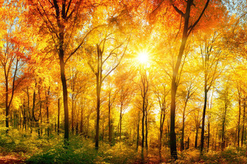 Laminated Sunlight Through Lush Foliage of Autumn Photo Photograph Poster Dry Erase Sign 24x16