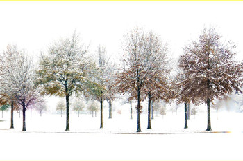 Laminated Snowy Trees In Winter White Sky Artistic Landscape Photo Photograph Poster Dry Erase Sign 24x16