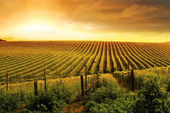 Laminated Stunning Wine Vineyard Sunset Barossa Valley Photo Photograph Poster Dry Erase Sign 24x16