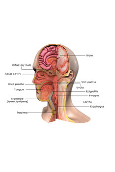 Laminated Face Anatomy Classroom Diagram Educational Chart Poster Dry Erase Sign 16x24