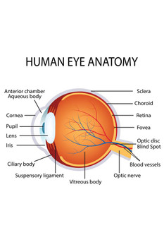 Laminated Human Eye Anatomy Classroom Diagram Educational Chart Poster Dry Erase Sign 16x24