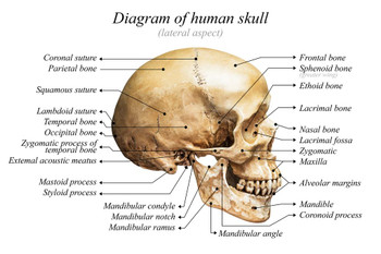 Laminated Human Skull Diagram Anatomy Educational Chart Poster Dry Erase Sign 24x16