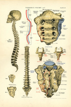 Laminated Human Anatomy Spine Vertebral Column Anatomy Chart Vintage Poster Dry Erase Sign 16x24