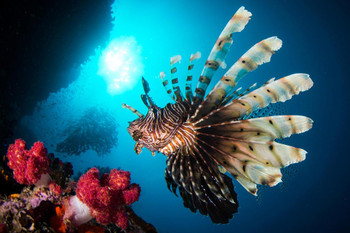 Red Lionfish Swimming in a Reef Photograph Cool Fish Poster Aquatic Wall Decor Fish Pictures Wall Art Underwater Picture of Fish for Wall Wildlife Reef Poster Cool Wall Decor Art Print Poster 36x24