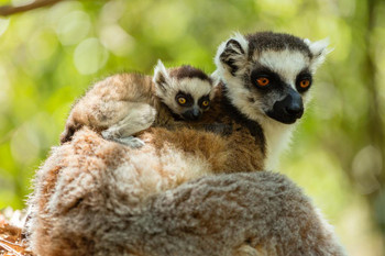Laminated Ring Tailed Lemur and Baby Isalo National Park Photo Photograph Poster Dry Erase Sign 24x16