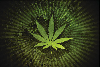 Laminated Marijuana Leaf Cannabis 420 Vector Illustration Poster Dry Erase Sign 24x16