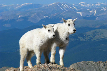 Laminated Best Pals Forever White Kid Goats Rocky Mountains Photo Photograph Poster Dry Erase Sign 24x16
