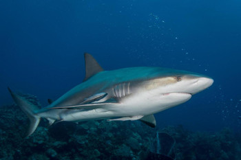 Laminated Gray Reef Shark Underwater Photograph Shark Posters For Walls Shark Pictures Cool Sharks Of The World Poster Shark Wall Decor Ocean Poster Wildlife Art Print Poster Dry Erase Sign 24x16