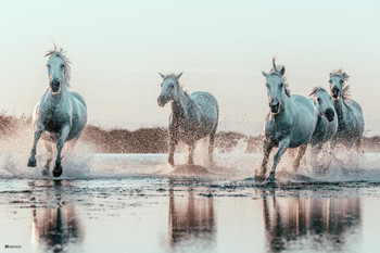 Wild Horses Running On Beach Ocean Water Spraying At Sunset Girls Bedroom Decor Cute Animal Western Country Cool Wall Decor Art Print Poster 16x24