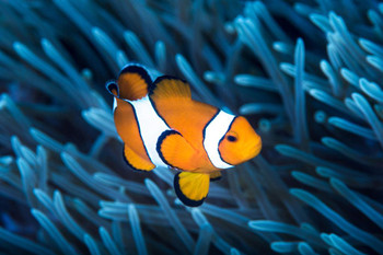 Laminated Ocellaris Clownfish Among Tentacles Sea Anemone Photo Photograph Poster Dry Erase Sign 24x16