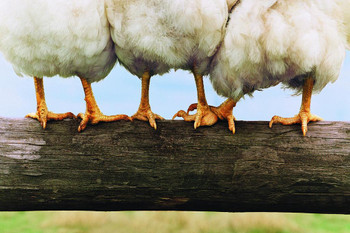 Laminated Chicken on a Fence Photo Photograph Humor Chicken Art Chicken Decor Hen Art Farm Kitchen Wall Art Chicken Cool Funny Chicken Poster Chicken Decor Funny Poster Dry Erase Sign 24x16