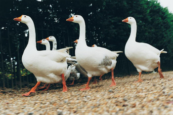 Laminated Gaggle of Geese Photo Photograph Flock Bird Pictures Wall Decor Beautiful Art Wall Decor Feather Prints Wall Art Nature Wildlife Farm Animal Bird Prints Poster Dry Erase Sign 24x16