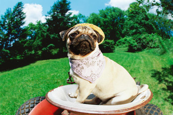 Laminated Funny Pug Wearing Straw Hat Bandana on Lawn Mower Photo Photograph Poster Dry Erase Sign 24x16