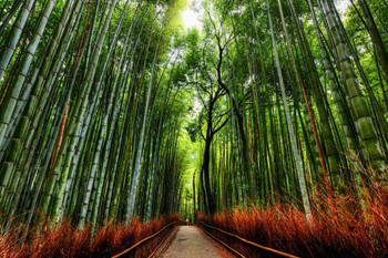 Laminated Bamboo Forest Trees With Path in Kyoto Japan Photo Photograph Poster Dry Erase Sign 24x16