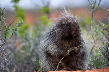 Porcupine Cute Funny Kids Room Decor Home Decor Woodland Nursery Decor Cute Baby Animal Pictures Nature Photography Critter Cool Wall Decor Art Print Poster 16x24