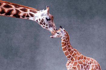 Laminated Mothers Love Giraffe Kiss Photo Giraffe Poster Giraffe Wall Art Giraffe Pictures for Wall Giraffe Decor Giraffe Standing Safari Wall Pictures Cute Prints Poster Dry Erase Sign 16x24