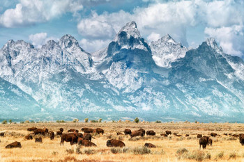 Laminated Herd of Bison Buffalo Grazing Near Grand Teton Mountains Wyoming Snow Covered Mountain Range Photo Photograph Landscape Poster Dry Erase Sign 24x16