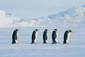 Laminated Five Emperor Penguins On The Move Photo Penguin Poster Penguin Home Decor Emperor Penguin Wall Decor Arctic Ice Animal Wildlife Art Print Snow Nature Print Poster Dry Erase Sign 24x16