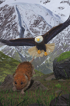 Laminated Alaska Soaring Bald Eagle Hunting Rodent by Vincent Hie Nature Poster Dry Erase Sign 16x24