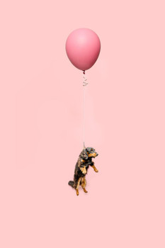 Laminated Cute Dog Tied to a Balloon Floating Puppy Posters For Wall Funny Dog Wall Art Dog Wall Decor Puppy Posters For Kids Bedroom Animal Wall Poster Cute Animal Poster Dry Erase Sign 16x24