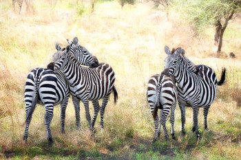 Two Pair of Zebra on Alert Photograph Zebra Pictures Wall Decor Zebra Black and White Animal Print Living Room Decor Zebra Print Decor Animal Pictures for Wall Cool Wall Decor Art Print Poster 36x24