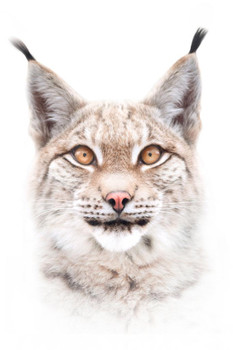 Laminated European Lynx Face Portrait Closeup Exotic Big Cat Wild Animal Photo Poster Dry Erase Sign 16x24