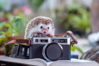 Laminated Hedgehog With Camera Cute Funny Kids Room Decor Home Decor Woodland Nursery Decor Cute Baby Animal Pictures Nature Photography Critter Poster Dry Erase Sign 16x24