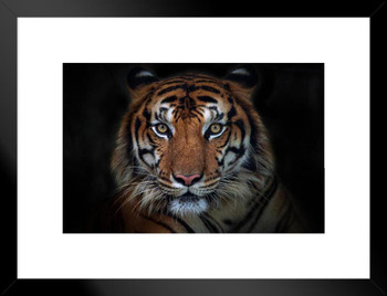 Sumatran Tiger Close Up Face Portrait Panthera Tigris Sumatrae Wild Animal Big Cat Photo Matted Framed Wall Decor Art Print 20x26