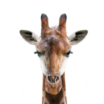 Laminated Giraffe Face Portrait No Neck Closeup Giraffe Poster Giraffe Wall Art Giraffe Pictures for Wall Giraffe Decor Giraffe Standing Wall Pictures Cute Prints Poster Dry Erase Sign 12x18