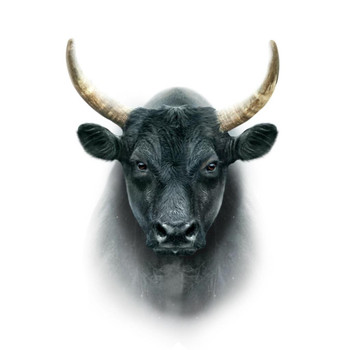 Laminated Black Camargue Bull Cow Face Portrait Farm Animal Closeup Photo Poster Dry Erase Sign 12x18