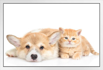 Pembroke Welsh Corgi Puppy With Kitten Cat Dog Friends Closeup Cute Funny Animal Face Portrait Photo White Wood Framed Poster 14x20