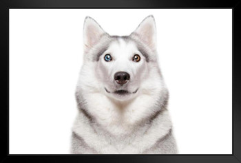 Siberian Husky Dog Different Color Eyes Closeup Cute Funny Animal Face Portrait Photo Black Wood Framed Poster 14x20