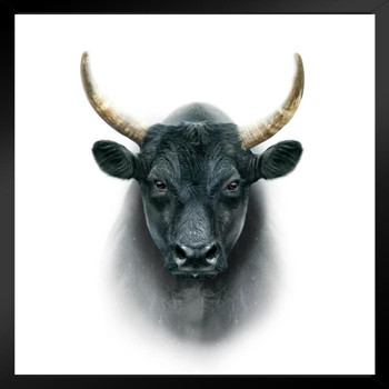 Black Camargue Bull Cow Face Portrait Farm Animal Closeup Photo Black Wood Framed Poster 14x20