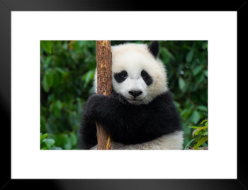 Giant Panda Bear Cub Close up Tree Cute Animal Kids Room Baby Nursery Asia Bear Poster Bear Picture of a Bear Posters for Wall Bear Print Wall Art Bear Pictures Matted Framed Wall Decor Art Print 20x26