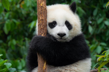 Laminated Giant Panda Bear Cub Close up Tree Cute Animal Kids Room Baby Nursery Asia Bear Poster Bear Picture of a Bear Posters for Wall Bear Print Wall Art Bear  Poster Dry Erase Wall Art 24x36