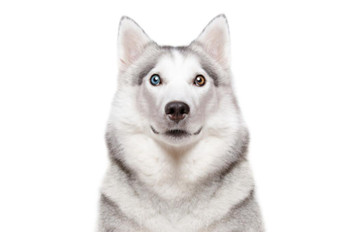 Siberian Husky Dog Different Color Eyes Closeup Cute Funny Animal Face Portrait Photo Cool Wall Decor Art Print Poster 24x36